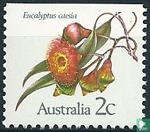 Eucalyptus blossom 