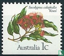 Fleur d'eucalyptus