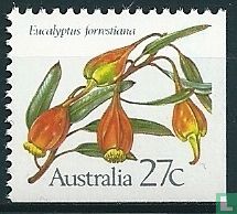 Eucalyptus bloesem