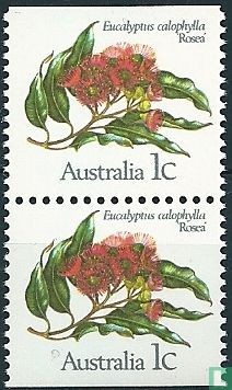 Fleur d'eucalyptus