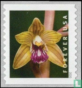 Wilde orchideeën