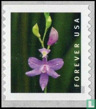 Wilde orchideeën