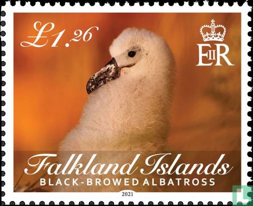 Black-Browed Albatross 