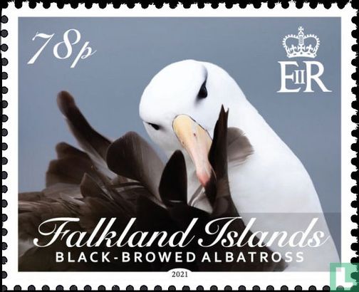 Black-Browed Albatross 