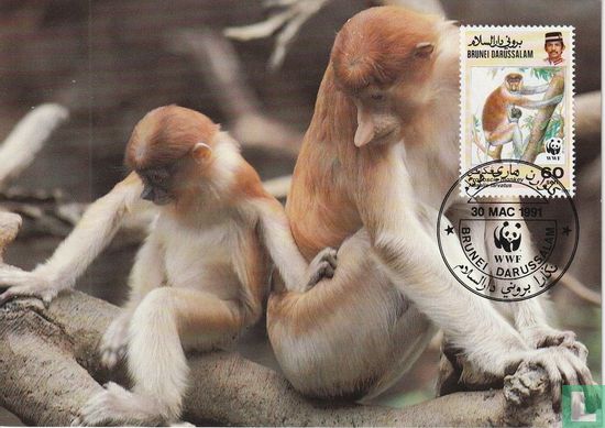 Proboscis monkey - Image 1