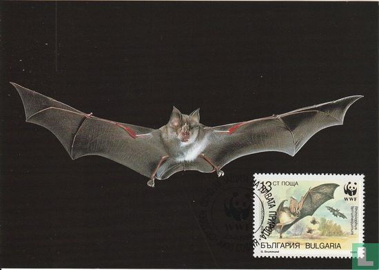 Bats - Image 1