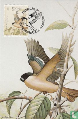 Azores Bullfinch - Image 1