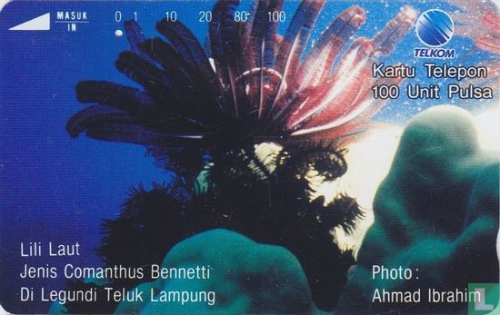 Lili Laut Jenis Comanthus Bennetti Di Legundi Teluk Lampung - Image 1
