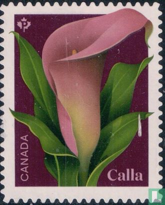 Calla (Zantedeschia sp)