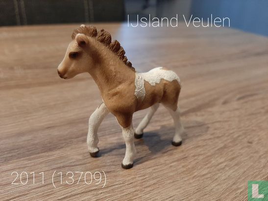 IJslander Veulen - Afbeelding 2