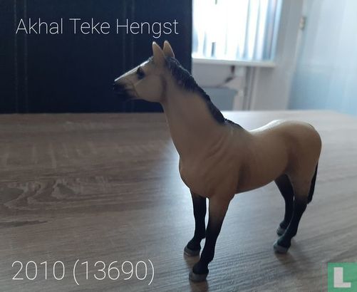 Akhal-Teke stallion - Image 2