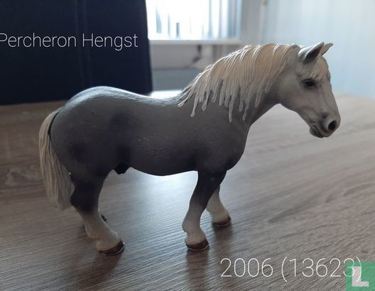Percheron Stallion - Image 1