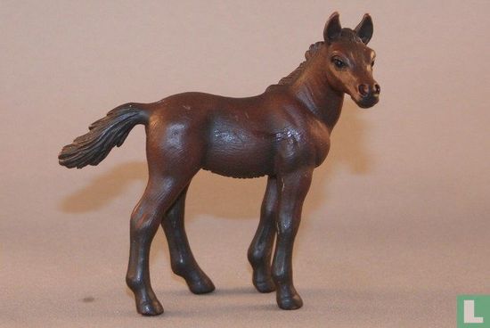 Arabian foal - Image 1