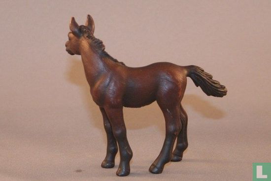 Arabian foal - Image 2