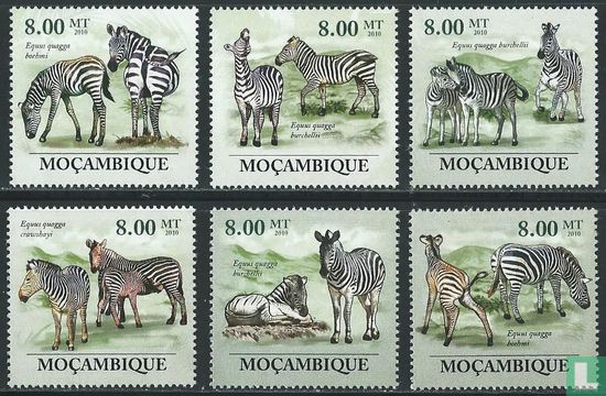 Environmental protection - Zebras