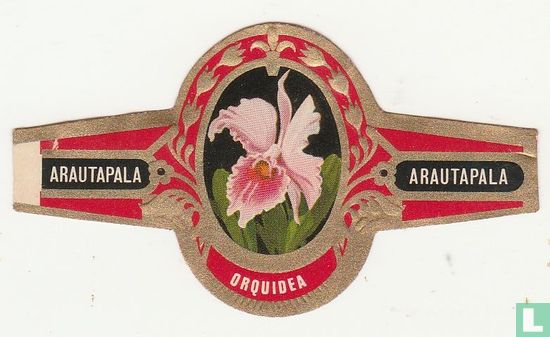 Orquidea - Bild 1