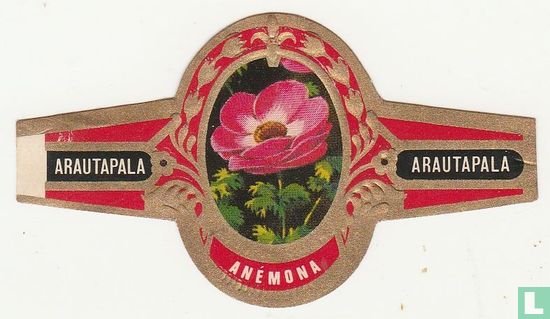 Anémona - Afbeelding 1