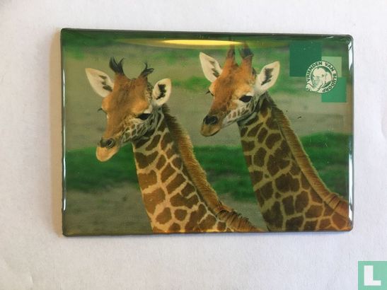 Vrienden van Blijdorp Giraffen