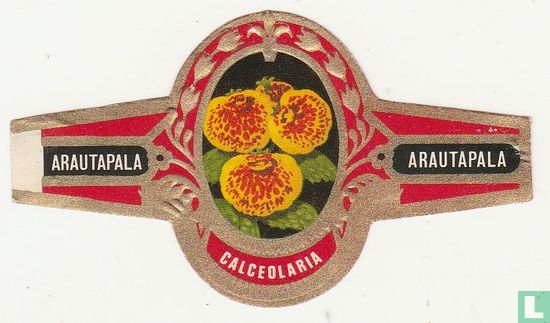 Calceolaria - Afbeelding 1