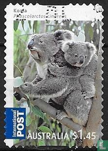 Koalas