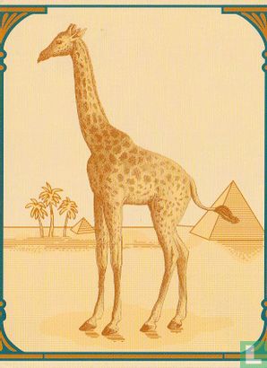01206 - Camel - Afbeelding 1