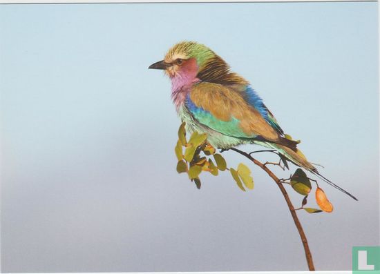 Birds Animals Postcard - Afbeelding 1
