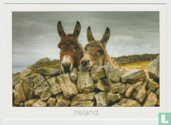 Ireland Irish Donkeys Postcard - Afbeelding 1