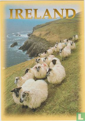 Ireland Sheep Postcard - Image 1