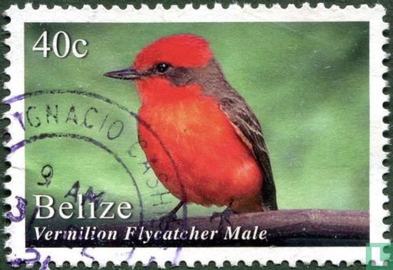 Vögel von Belize