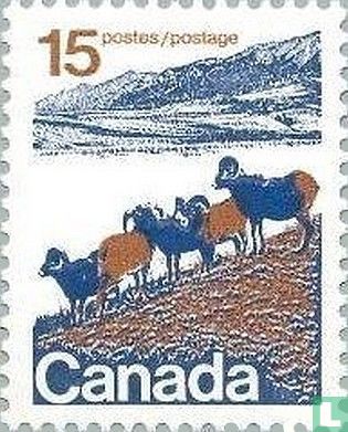 Bighorn sheep of Western Canada