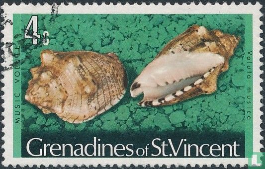 Sea snails and shells
