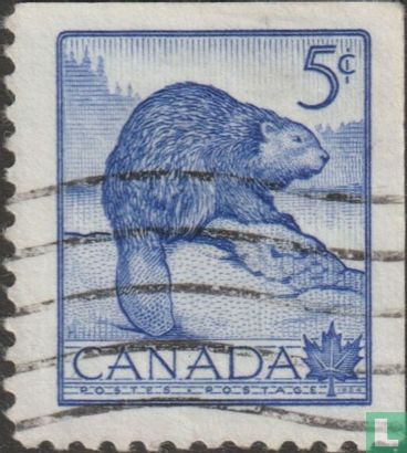 castor canadien