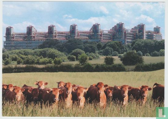 Cows Herd Animals Postcard - Image 1
