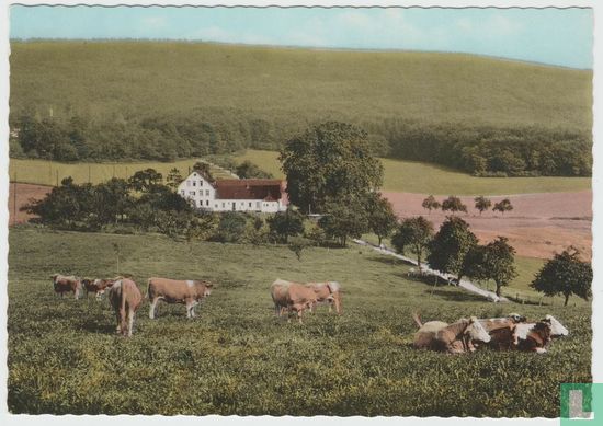 Cows Herd Animals - Bierhelderhof Heidelberg Restaurant Postcard - Afbeelding 1