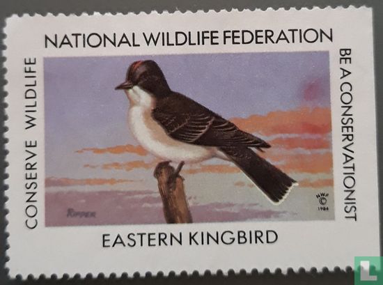 Eastern Kingbird (Koningstiran)