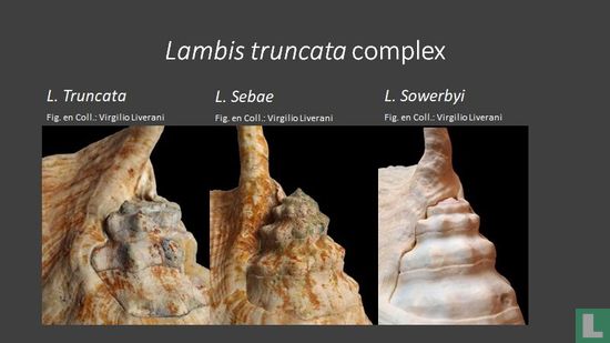 Lambis truncata - Afbeelding 3