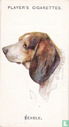 Beagle - Afbeelding 1