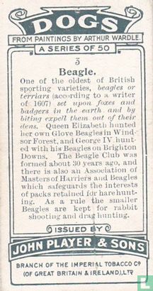 Beagle - Image 2