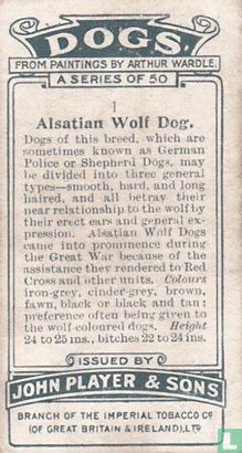 Alsatian Wolf Dog - Afbeelding 2