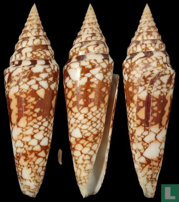 Conus milneedwardsi clytospira