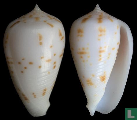 Conus balabacensis