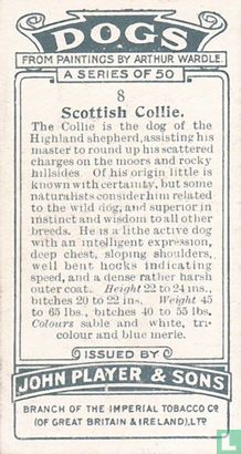 Scottish Collie - Afbeelding 2