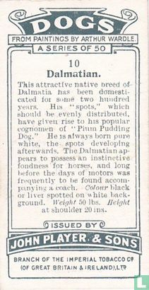 Dalmatian - Afbeelding 2