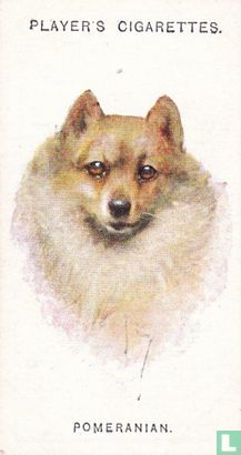 Pomeranian - Afbeelding 1