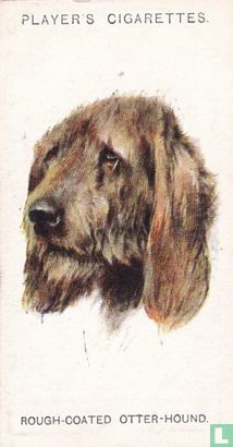 Rough-Coated Otter-Hound - Afbeelding 1