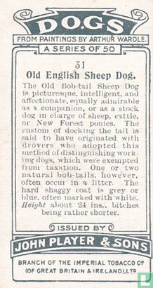 Old English Sheep Dog - Image 2
