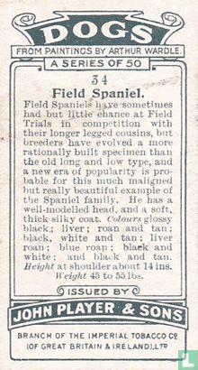 Field Spaniel - Afbeelding 2