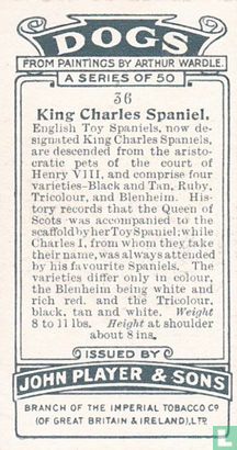 King Charles Spaniel - Afbeelding 2