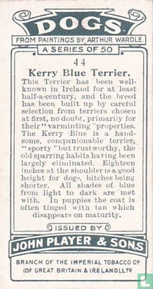 Kerry Blue Terrier - Afbeelding 2