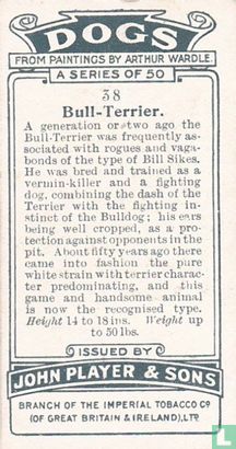 Bull-Terrier - Afbeelding 2